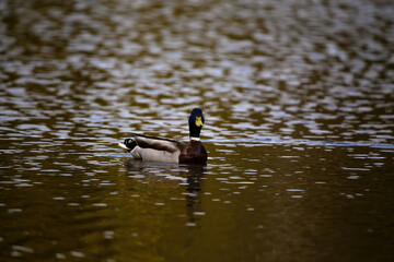 Waterborne Beauty: Mallard Duck Floating Peacefully