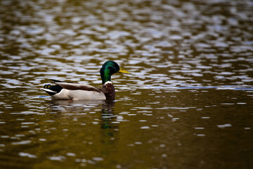 Waterborne Beauty: Mallard Duck Floating Peacefully