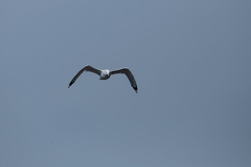 Sky Dance: Graceful Larus Cachinnans Seagull in Flight
