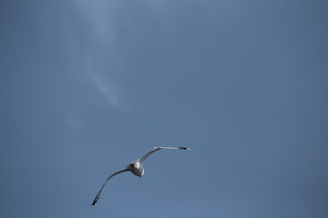 Sky Dance: Graceful Larus Cachinnans Seagull in Flight