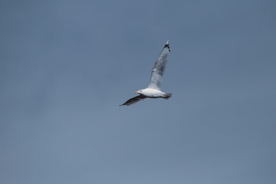 Majestic Flight Larus Cachinnans Seagull Soaring in Clear Blue Sky