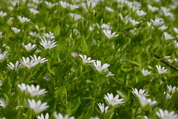 white meadow flowers close-up, texture of white flowers, small flowers close-up on green background, texture of small white flowers, concept of mental health, concept of sustainable development 