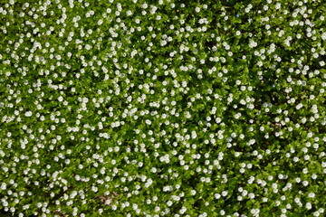 white flowers on green background as background, macro white daisies 