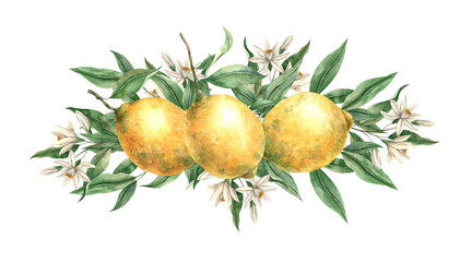 Fresh citrus yellow lemon, green leaves and white delicate flowers. Isolated watercolor illustration in realistic style. Handmade composition for decorating cards, wedding design, invitations