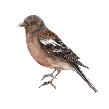 Realistic brown bird - finch. Isolated watercolor illustration in realistic style. Compositions for the interior, cards, wedding design, invitations, textiles, stickers, ceramics, corporate identity.