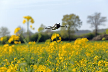 Dron latający na tle kwitnącego rzepaku w kolorze żółtym, złocistym, krajobraz wiosenny. © Stanisław Błachowicz