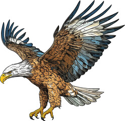 bald eagle in flight