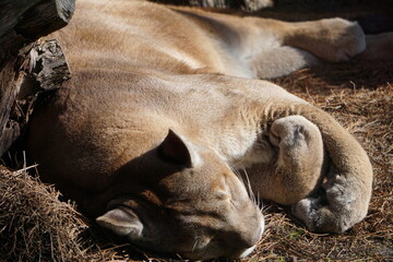 Schlafender Puma, ruhende amerikanische Wildkatze - obrazy, fototapety, plakaty
