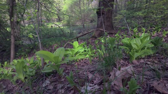 Nature at spring season, Veratrum lobelianum Bernh plant growing in the forest at springtime. 
