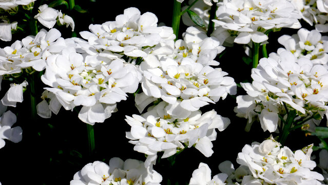 White spring flowers. Iberis sempervirens. Evergreen candytuft、perennial candytuft