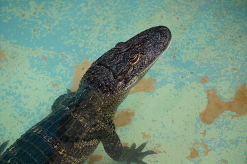 Junger Alligator streckt seinen Kopf aus dem Wasser in den Sümpfen der Everglades in Florida