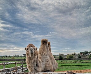 Two-humped white camel on a farm. Close-up photo. Portrait of the animal.