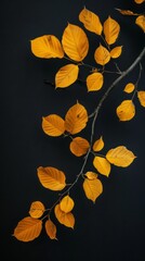 Branch with yellow leaves on a black background