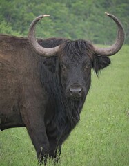 Magnificent bull with large horns standing gracefully in a vast field of green grass on a sunny day