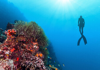 Silhouette of free diver exploring coral reef.
