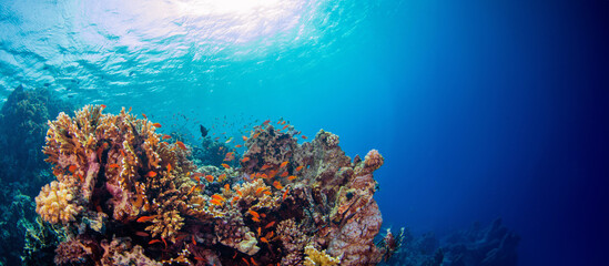 Fototapeta na wymiar Underwater shot of vivid coral reef with beautiful fauna and flora.