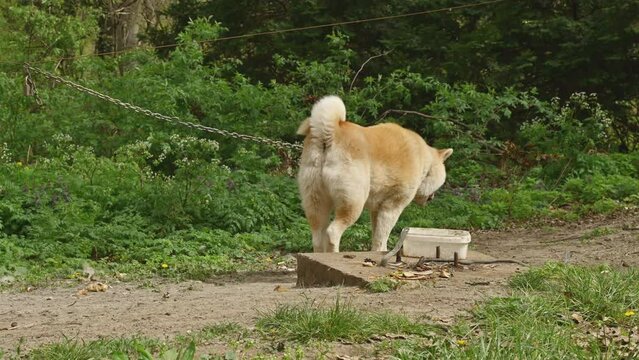 Akita dog on a chain in back yard