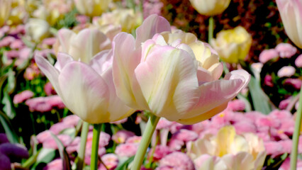 Beautiful tulips in the garden