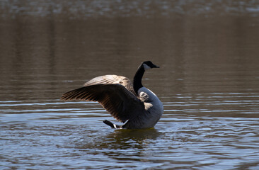 Canadian Goose