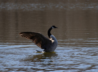 Canadian Goose