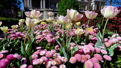 Beautiful tulips in the garden