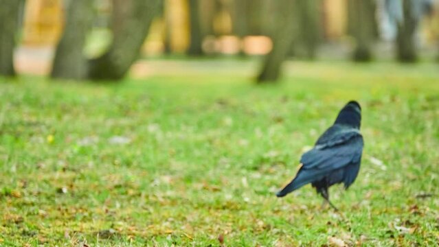 Rook (Corvus frugilegus) is member of family Corvidae in passerine order of birds. It is found in Eurasia. It was given its binomial name by Carl Linnaeus in 1758.