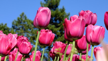 Beautiful tulips in the garden