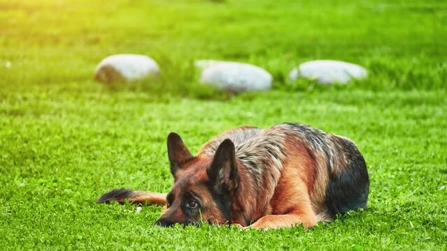 Big German shepherd lies on a green lawn on a personal plot.