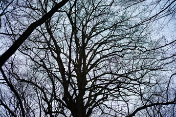 Sinister Woods: Eerie Tree Branches
