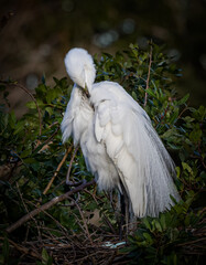 Great egret preens its feathers as it reveals three blue eggs in. nest