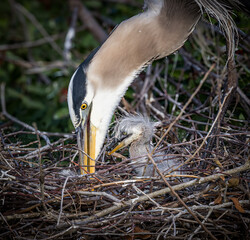 Mother Great blue heron polks her second chick to wake up as othe chick looks on