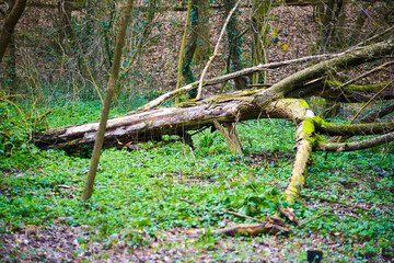 Lush Greenery: Dense Foliage Forest
