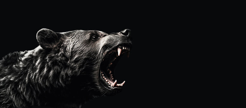 Side view portrait of an angry bear roar. Toothed grizzly bear in monochrome style, isolated on a dark gray black background with lots of copy space