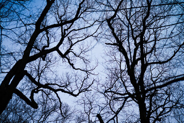 Sinister Silhouettes: Enchanted Branches in the Dark Forest