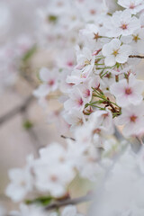 桜の花びらを背景をぼかして浮き上がらせる
