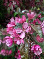 Apple tree flowers close-up. Small pink petals.