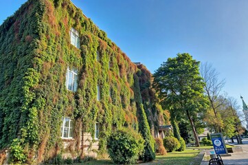 It's a beautiful building completely covered in ivy. Grodno. Belarus