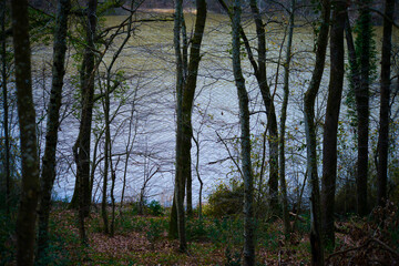 Forest Veins: Tracing the Branches Amidst Woodland Giants