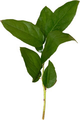 green foliage  isolated on a transparent background