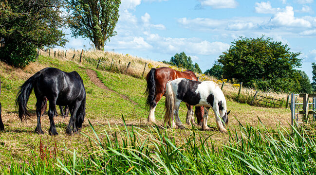 horses in field