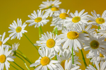 Beautiful chamomile flowers on a yellow background. Spring or summer nature scene with blooming daisy in sun flares. Soft focus.