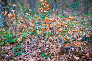 Nature's Tapestry: Trees and Trunks on Ground