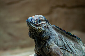 portrait of iguana