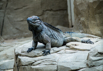 iguana on a rock