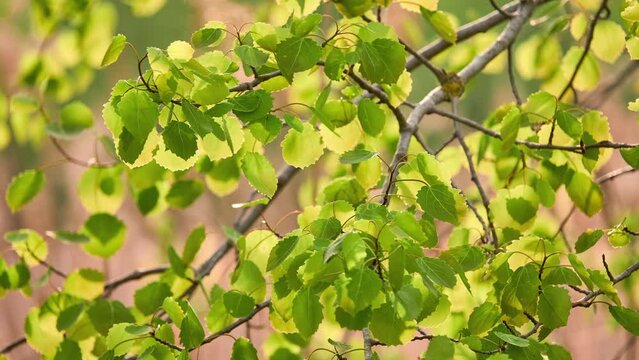 Populus tremula, commonly called aspen, Eurasian aspen, European or quaking aspen, is poplar native to cool temperate regions of Europe and Asia.