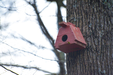 Wooden Bird Nest: Avian Sanctuary on Tree Branch