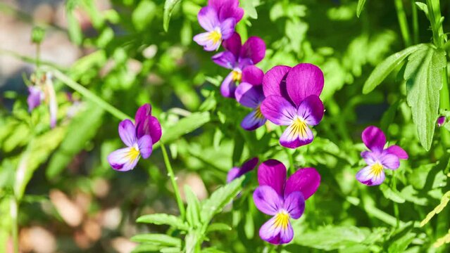  Wild Pansy Images Browse 14 200 Stock Photos Vectors And Video 