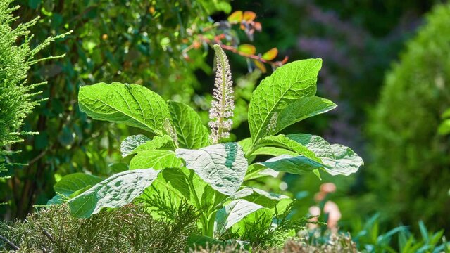Phytolacca acinosa, Indian pokeweed, is flowering plant in family Phytolaccaceae. It is native to temperate eastern Asia; Himalayas, most of China, Vietnam to Japan
