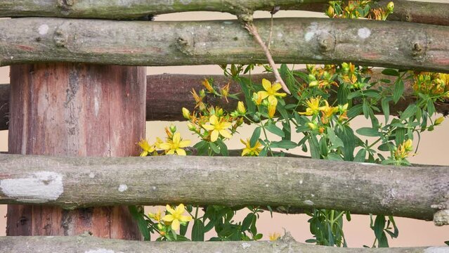 Hypericum perforatum, known as Santa John's wort, is flowering plant in family Hypericaceae and type species of genus Hypericum.