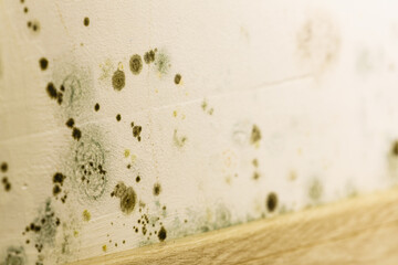 Mould and fungus growth on wall